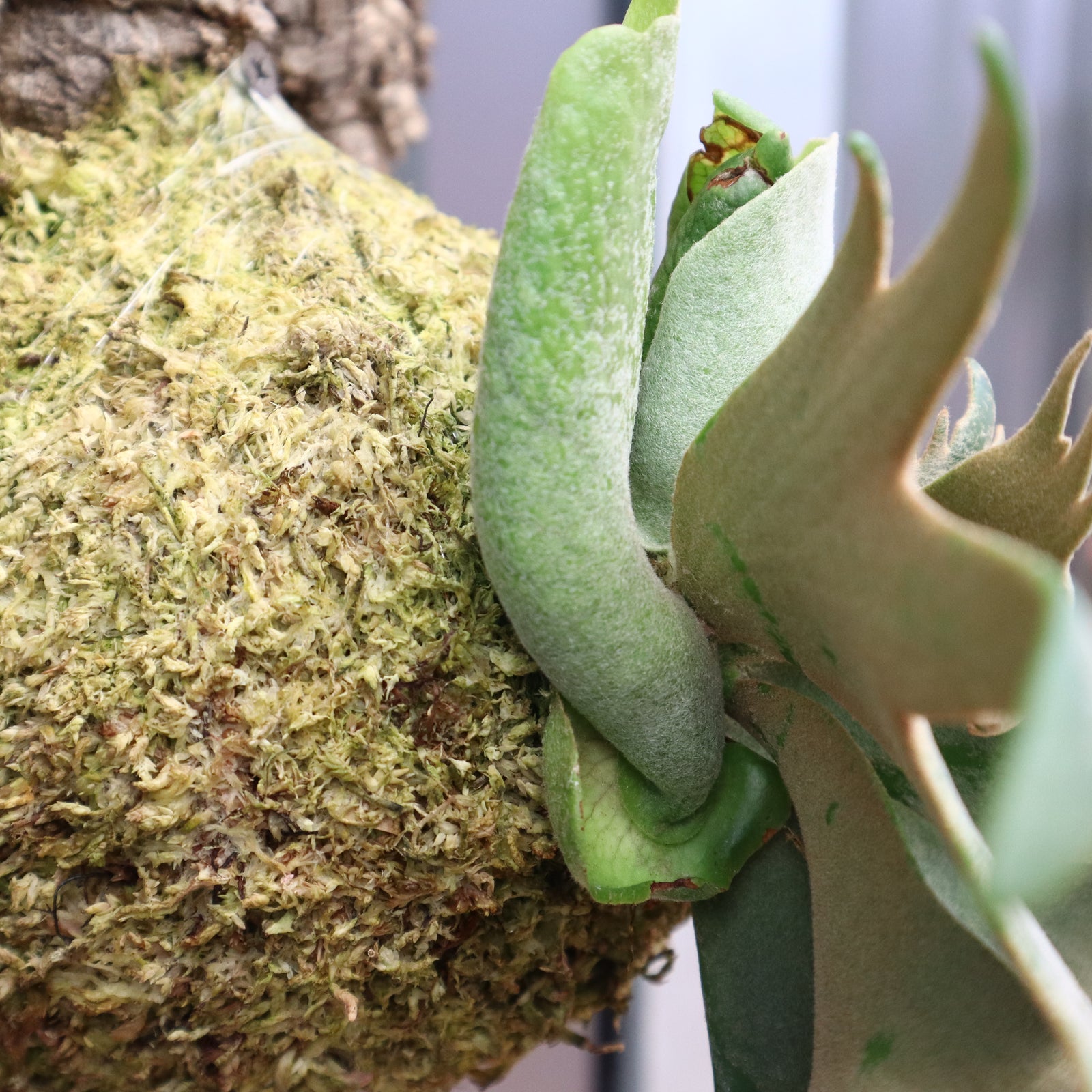 P.ウィリンキー ジェイドガール コルク 4 – TaiShoDo ONLINE SHOP