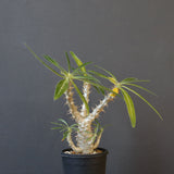 P.グラキリス（実生）449