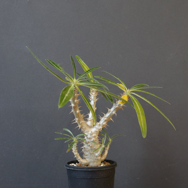 P.グラキリス（実生）449