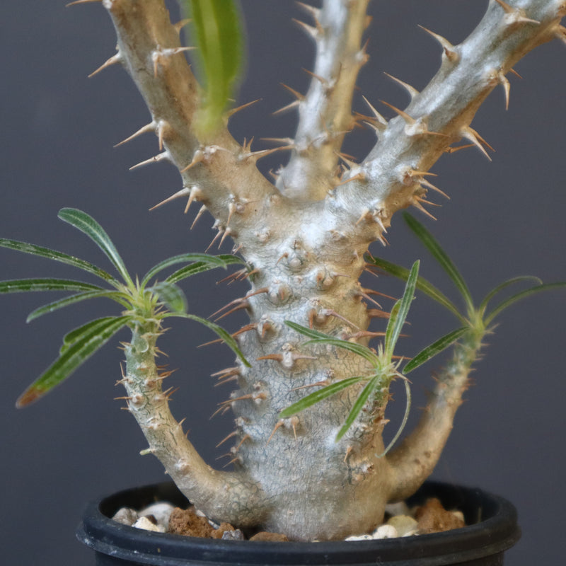 P.グラキリス（実生）449