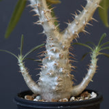 P.グラキリス（実生）449