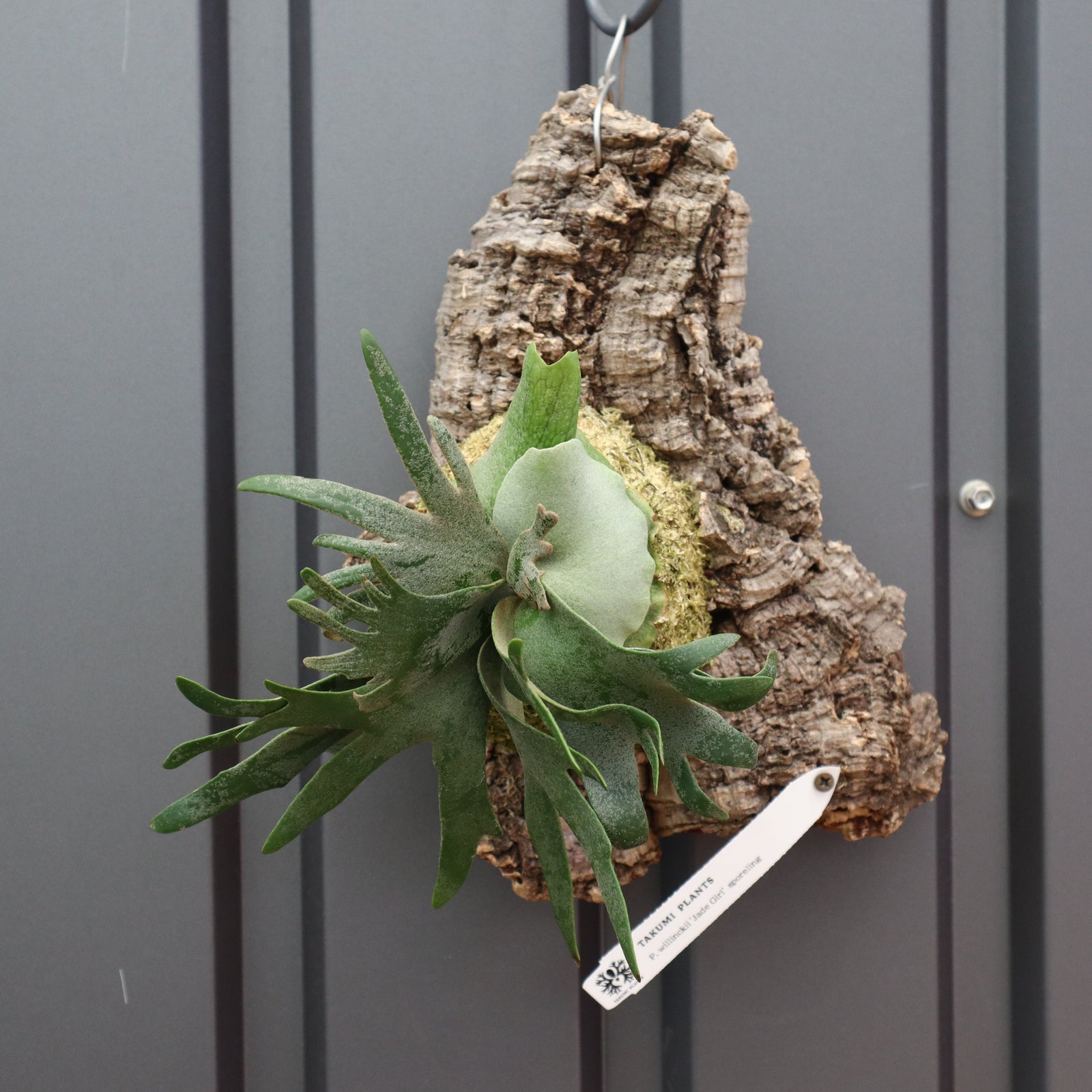 P.ウィリンキー ジェイドガール コルク 5 – TaiShoDo ONLINE SHOP