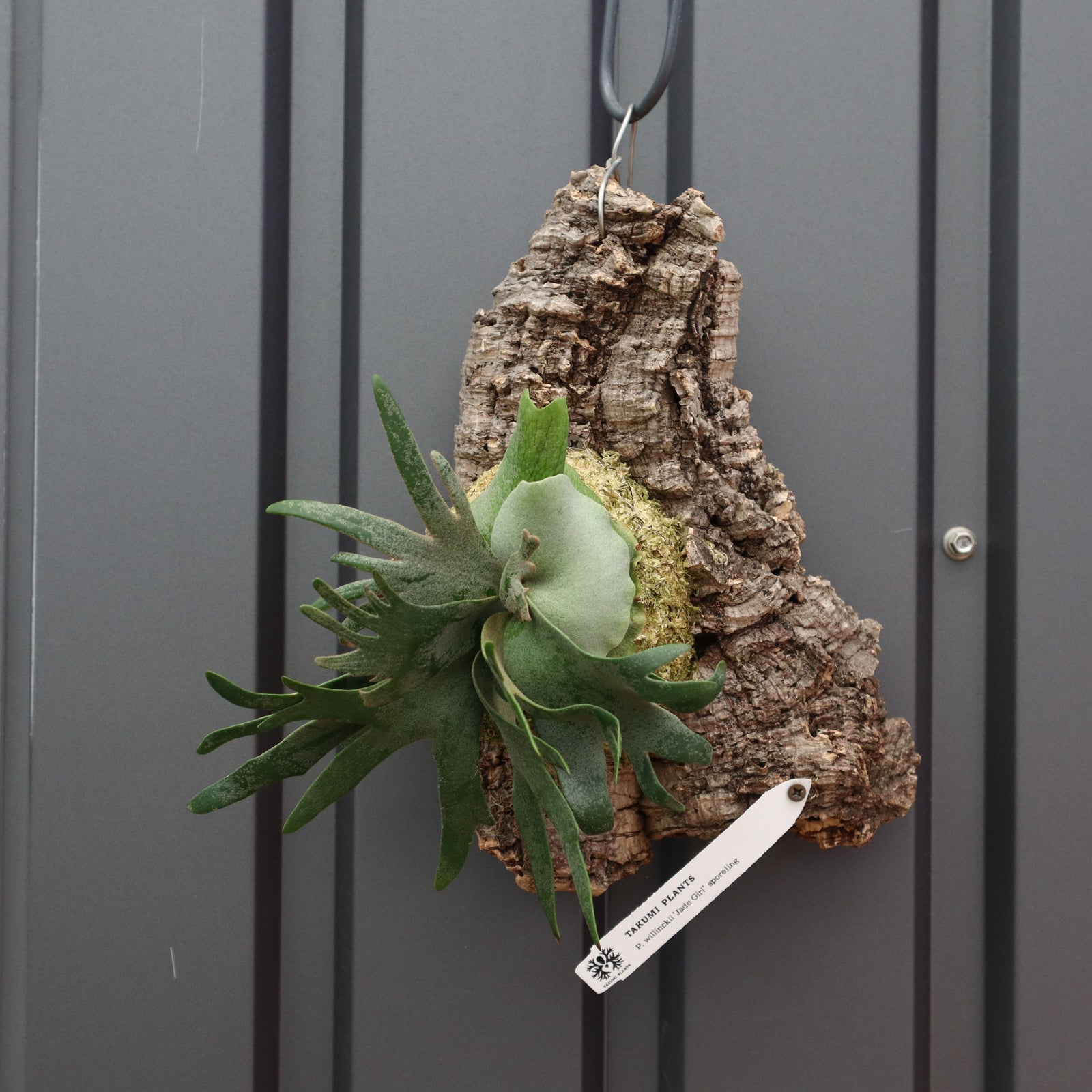 P.ウィリンキー ジェイドガール コルク 5 – TaiShoDo ONLINE SHOP