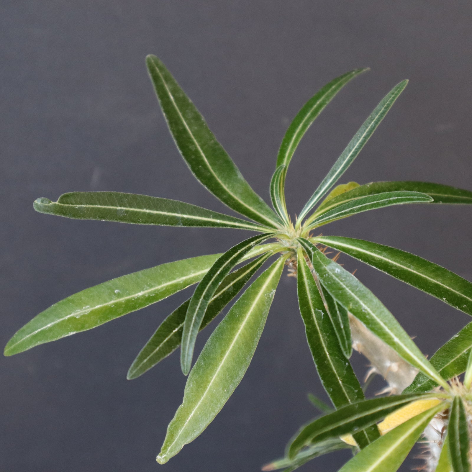 P.グラキリス（実生）449 – TaiShoDo ONLINE SHOP