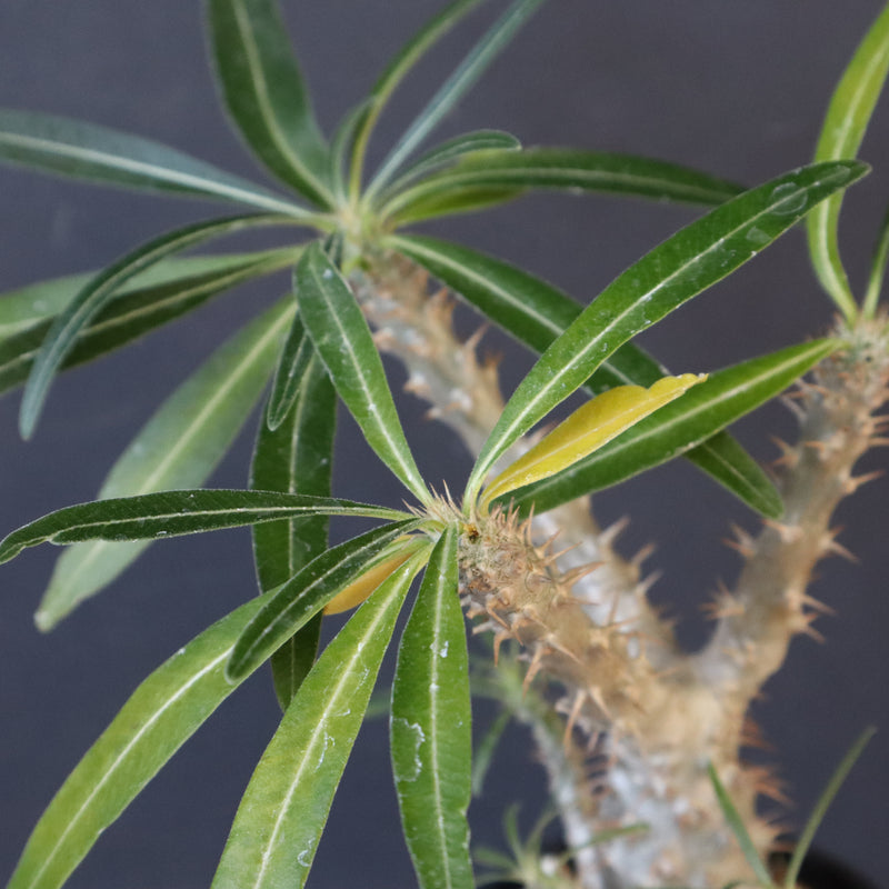 P.グラキリス（実生）449