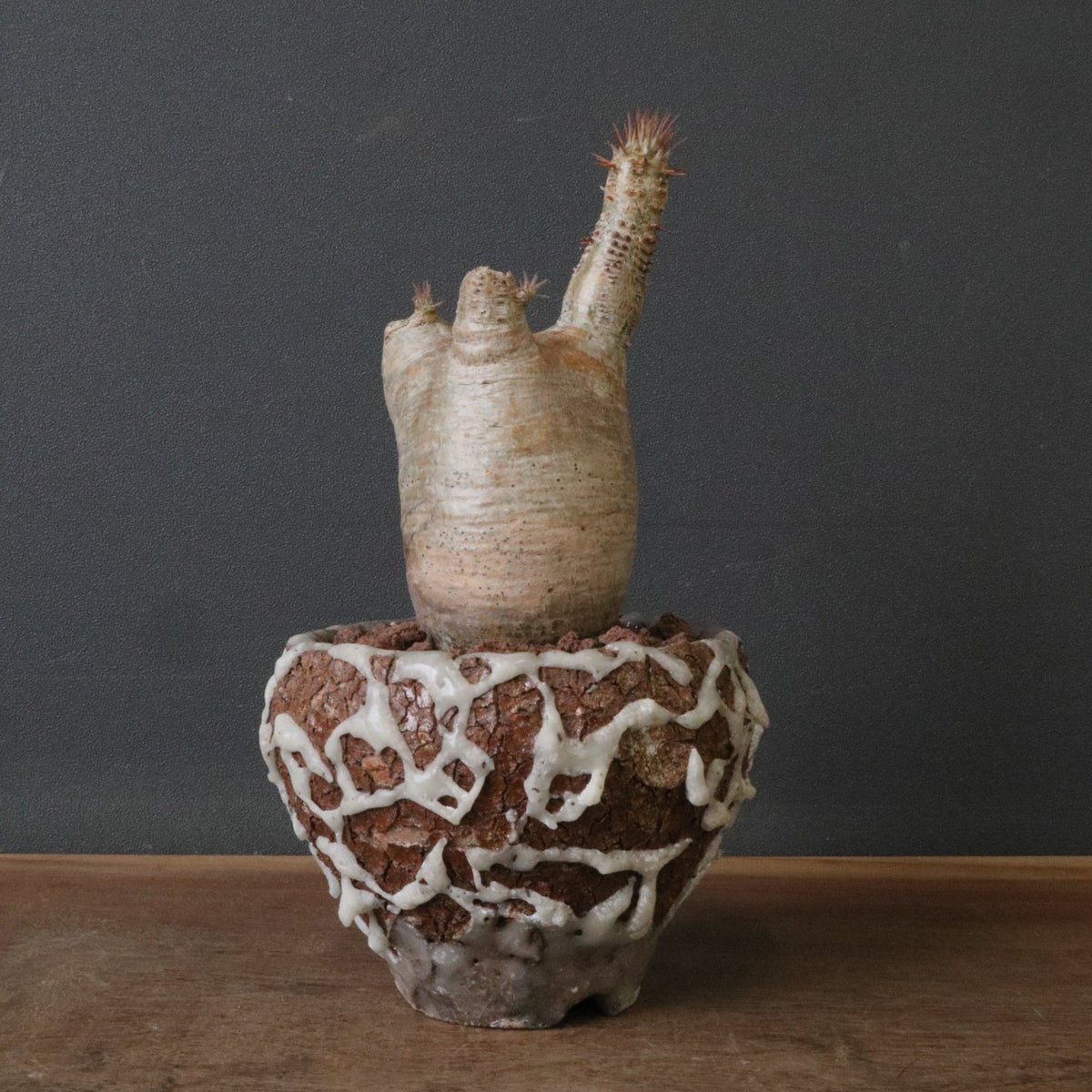 おしゃれ鉢と。 – TaiShoDo ONLINE SHOP