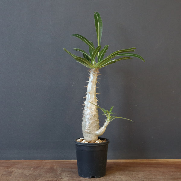 P.グラキリス（実生）332