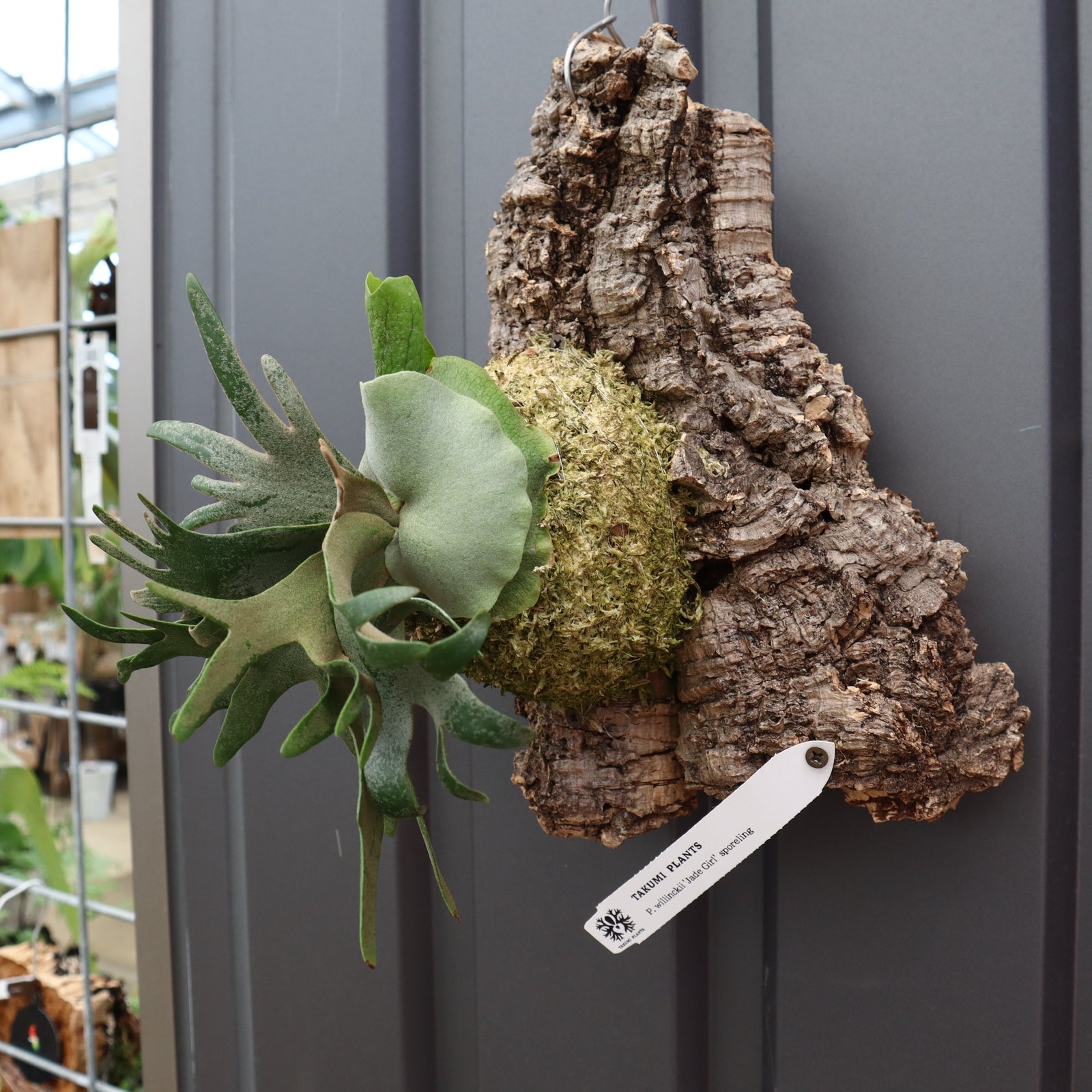 P.ウィリンキー ジェイドガール コルク 5 – TaiShoDo ONLINE SHOP