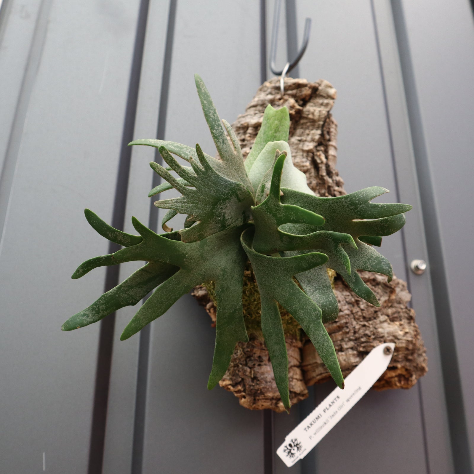 コルク付け♡ビカクシダジェイドガール P.ウィリンキー ジェイドガール コルク 5 – TaiShoDo ONLINE SHOP