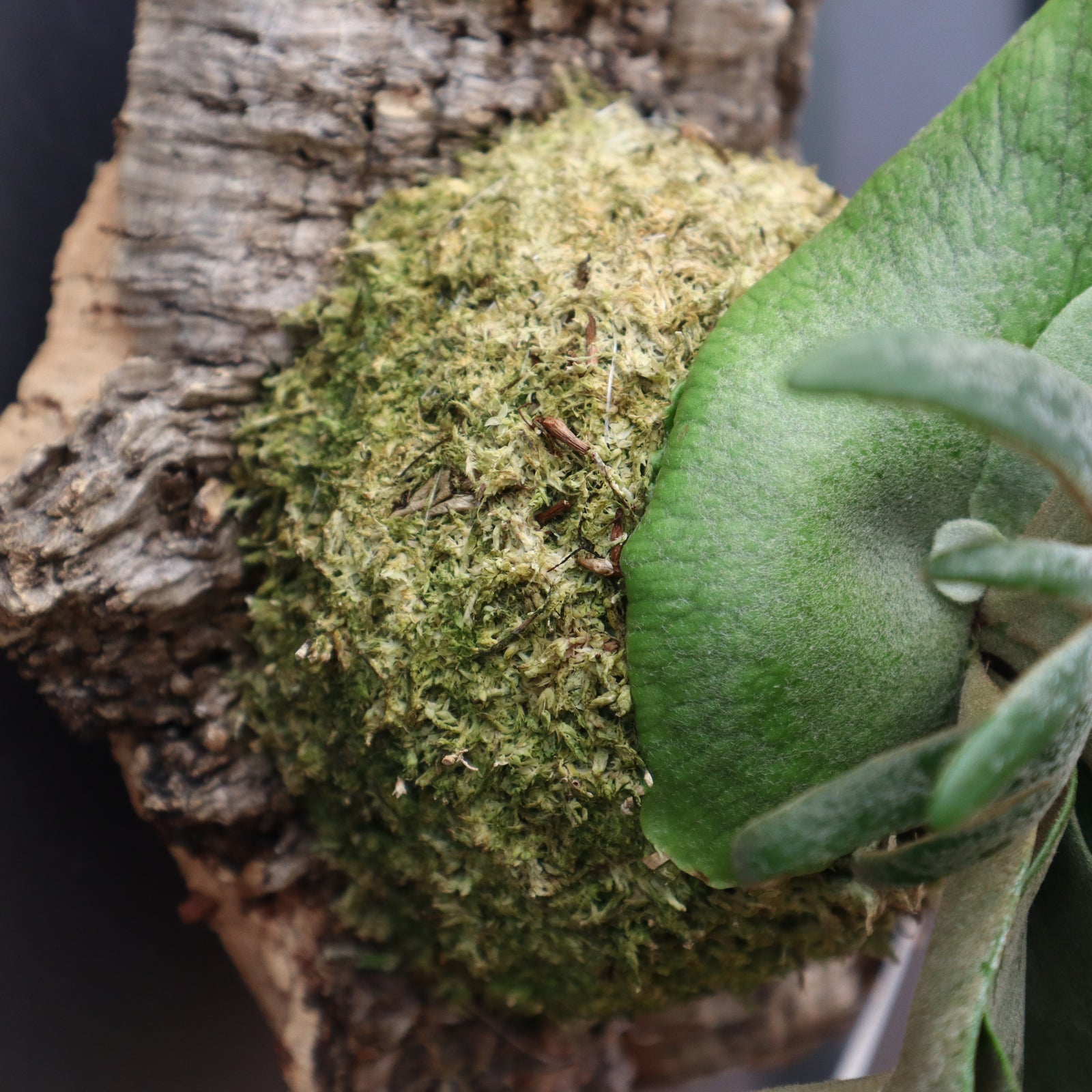 P.ウィリンキー ジェイドガール コルク 5 – TaiShoDo ONLINE SHOP