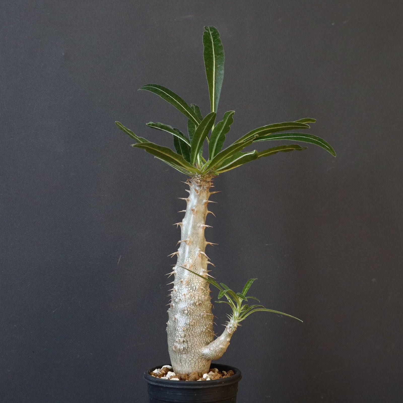 P.グラキリス（実生）332 – TaiShoDo ONLINE SHOP