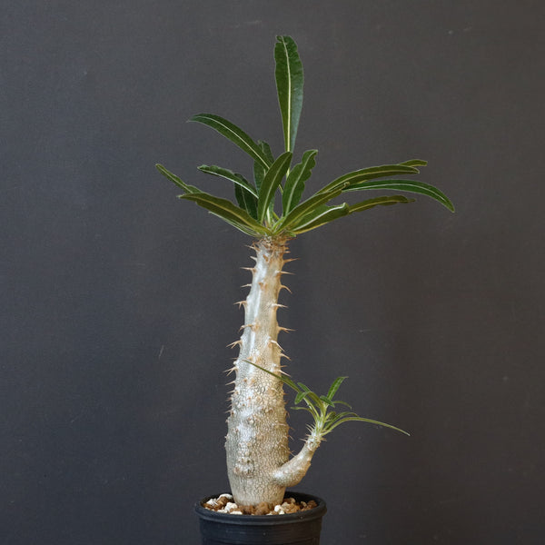 P.グラキリス（実生）332