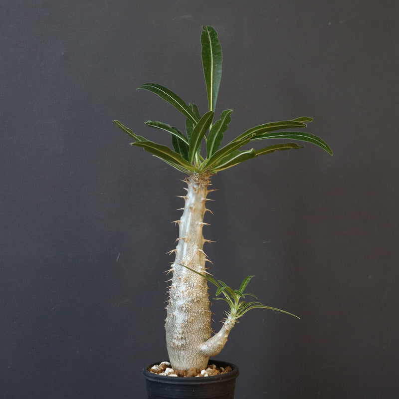 P.グラキリス（実生）332