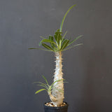 P.グラキリス（実生）332