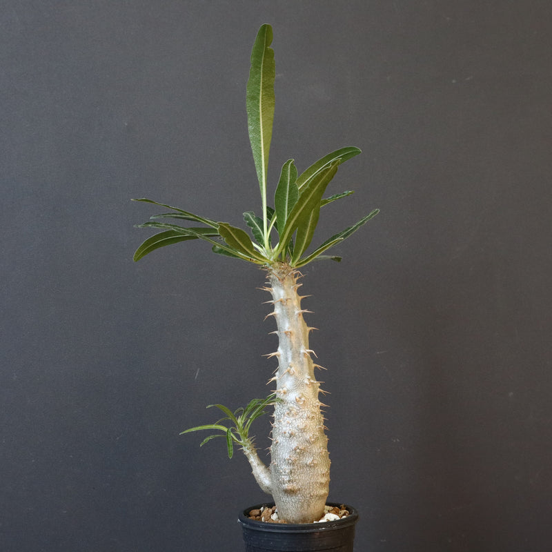 P.グラキリス（実生）332