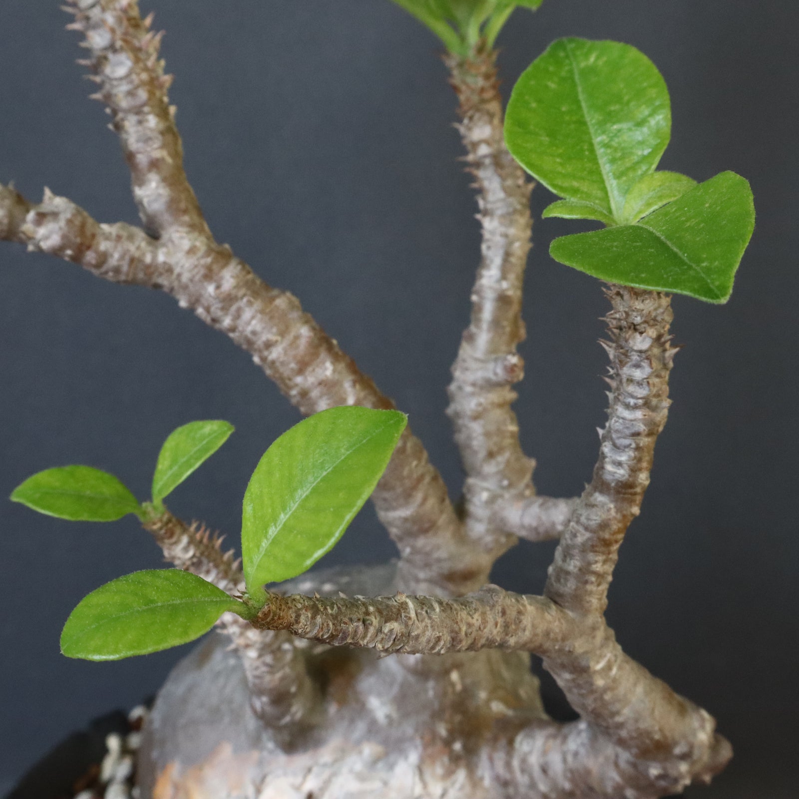 ウインゾリー　いいサイズです。 宮島將實陶器鉢】P.ウィンゾリー 14 – TaiShoDo ONLINE SHOP