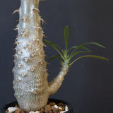 P.グラキリス（実生）332