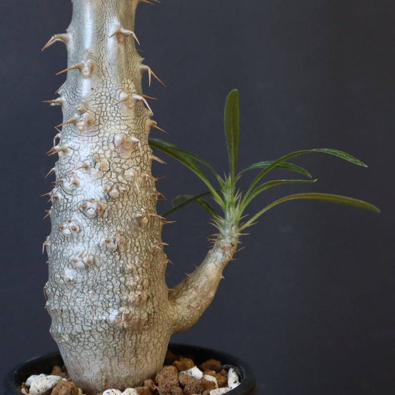 P.グラキリス（実生）332