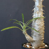 P.グラキリス（実生）332