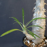 P.グラキリス（実生）332