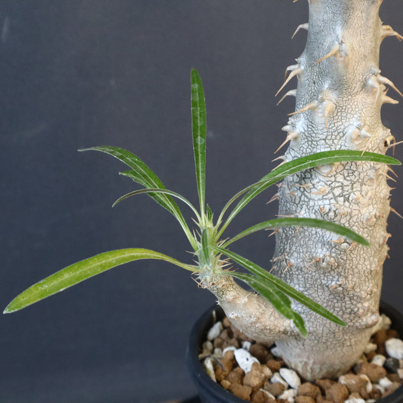 P.グラキリス（実生）332