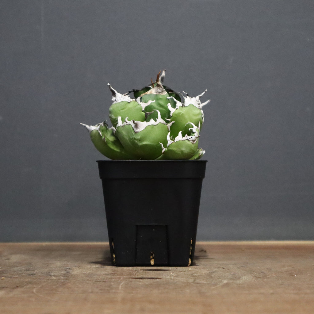 アガベ 魔丸 EC754 – TaiShoDo ONLINE SHOP