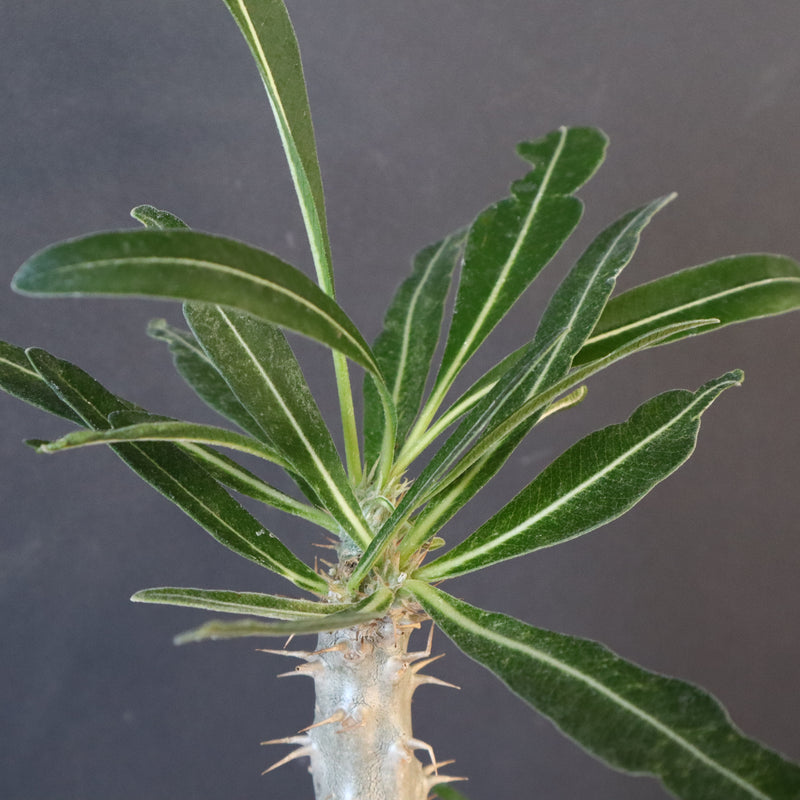 P.グラキリス（実生）332