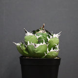 アガベ　魔丸 EC754