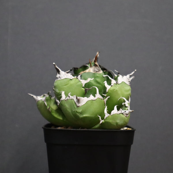 アガベ　魔丸 EC754