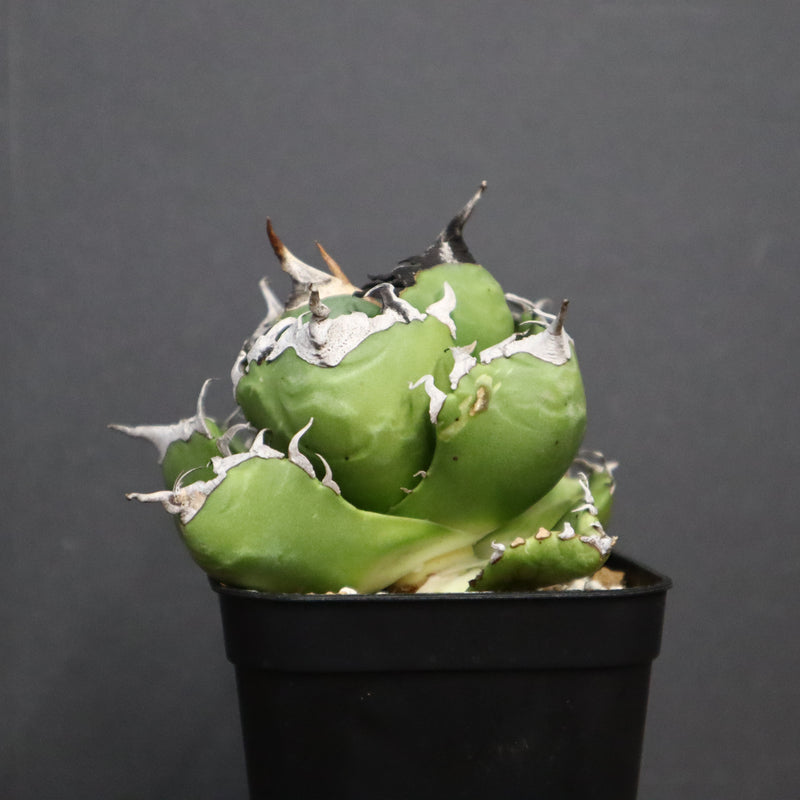 アガベ　魔丸 EC754