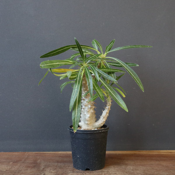 P.グラキリス（実生）333