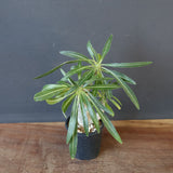 P.グラキリス（実生）333