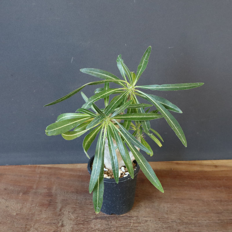 P.グラキリス（実生）333