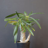 P.グラキリス（実生）333