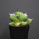 アガベ　魔丸 EC754