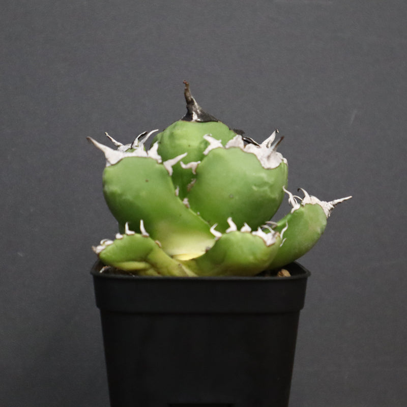 アガベ　魔丸 EC754