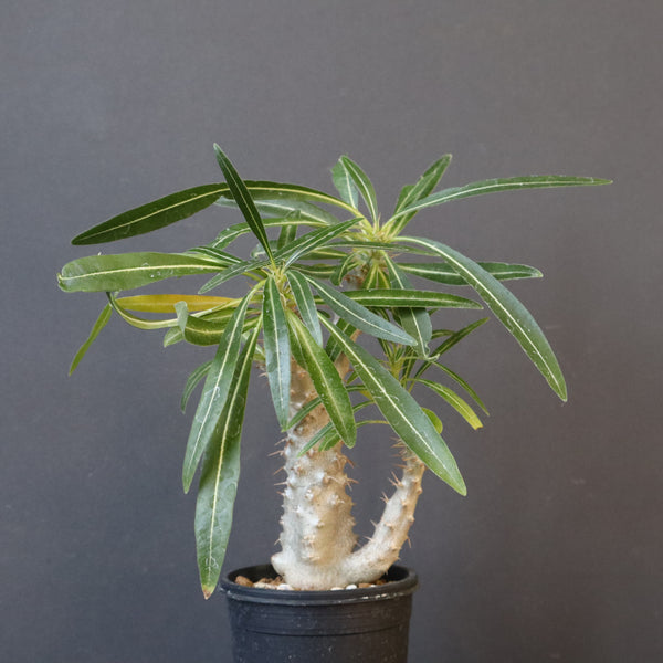 P.グラキリス（実生）333