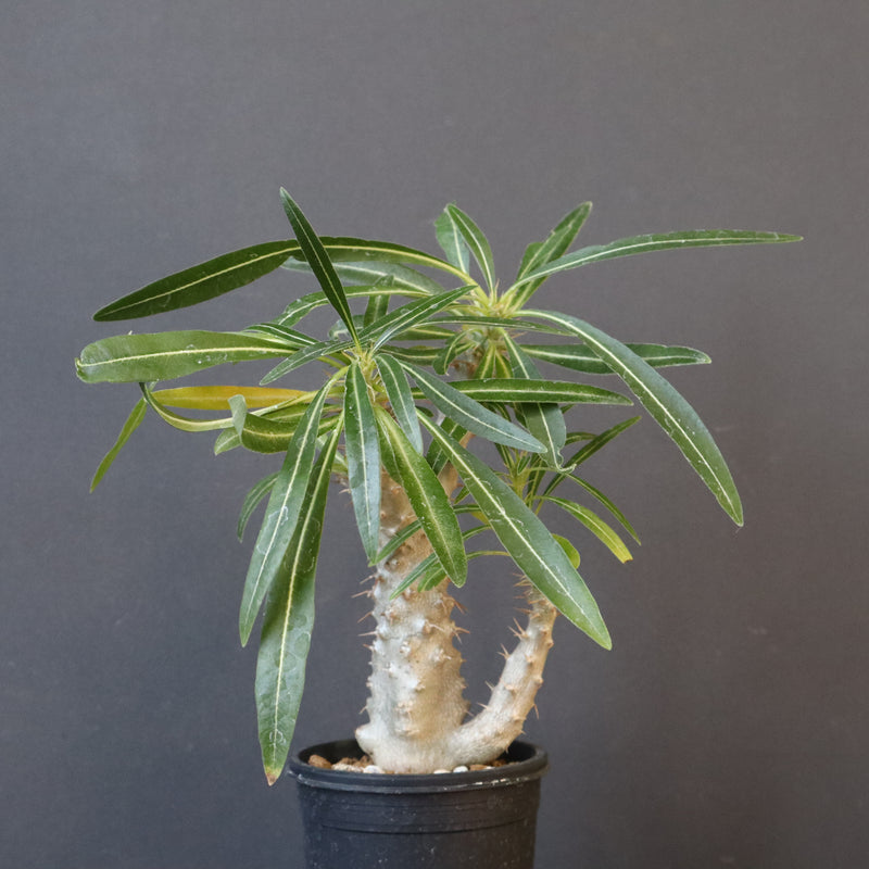 P.グラキリス（実生）333