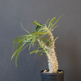 P.グラキリス（実生）333