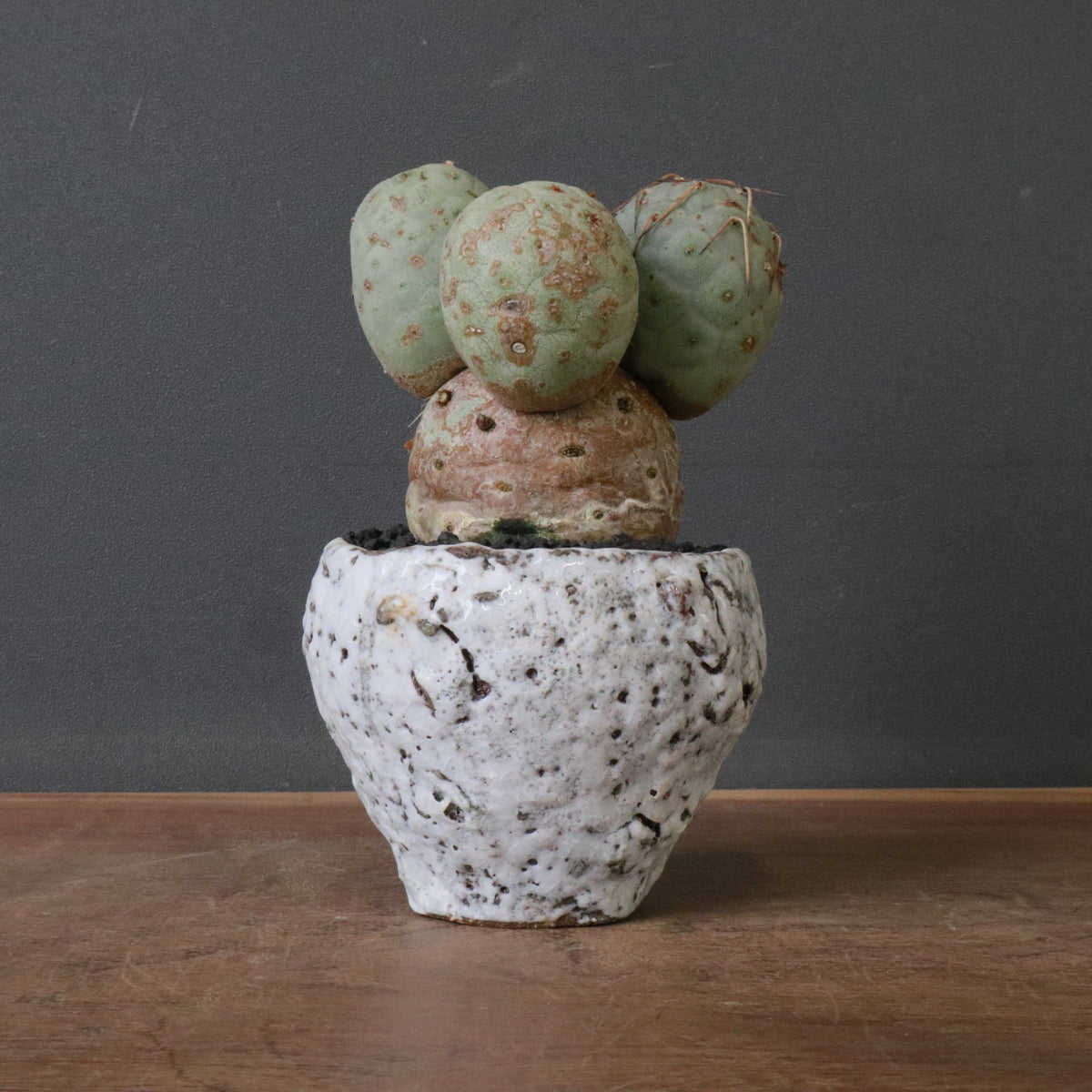 おしゃれ鉢と。 – TaiShoDo ONLINE SHOP