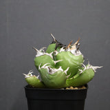 アガベ　魔丸 EC754