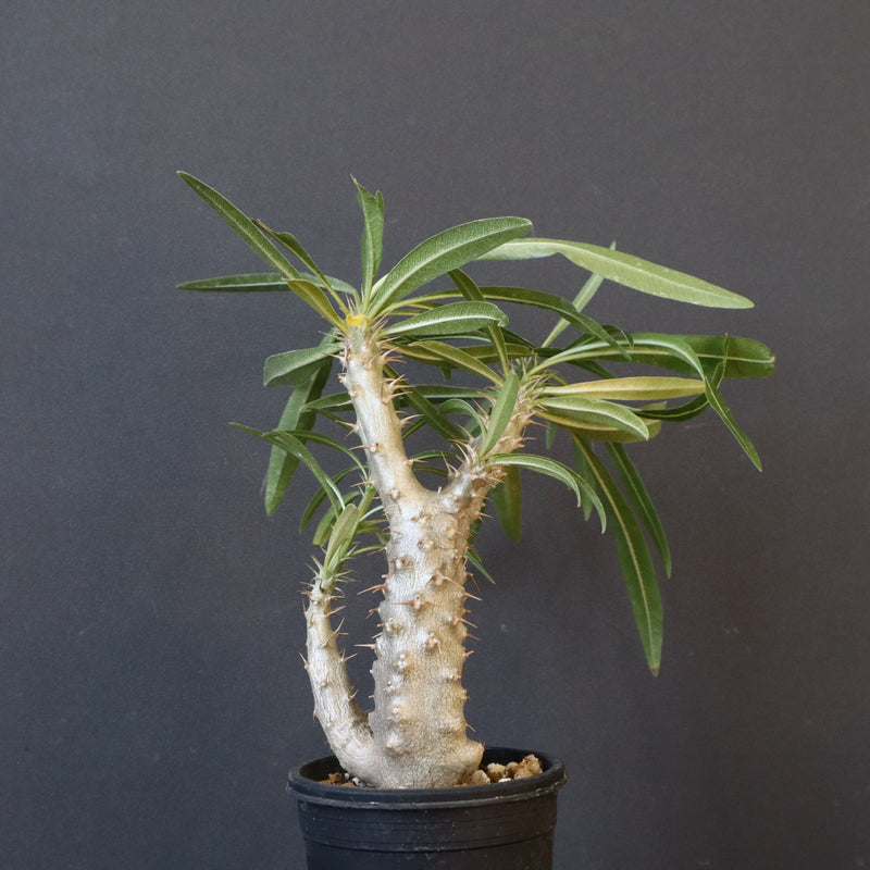 P.グラキリス（実生）333