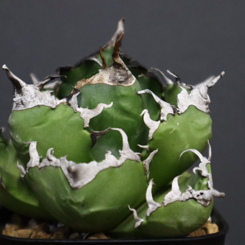 アガベ　魔丸 EC754