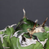 アガベ　魔丸 EC754