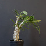 P.グラキリス（実生）333