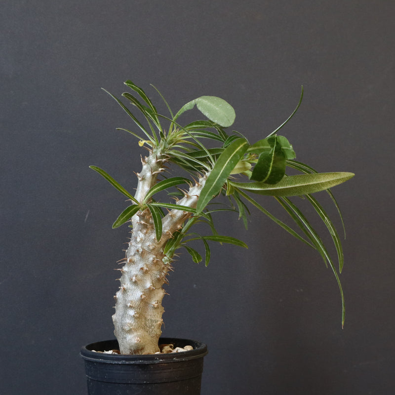 P.グラキリス（実生）333