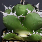 アガベ　魔丸 EC754