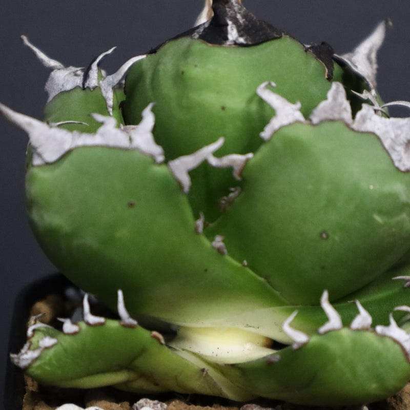 アガベ　魔丸 EC754