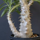 P.グラキリス（実生）333