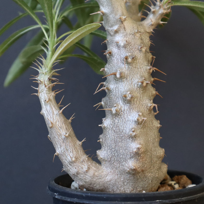 P.グラキリス（実生）333